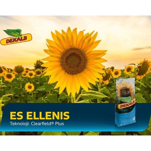 ES ELLENIS Ayçekirdeği Tohumu