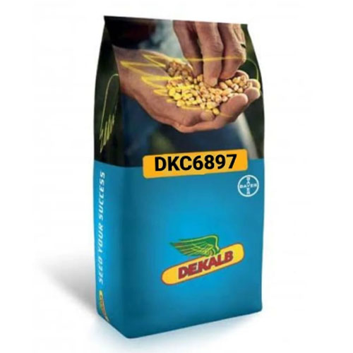  DKC6897 Mısır Tohumu