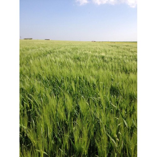 Martı Arpa Tohumu