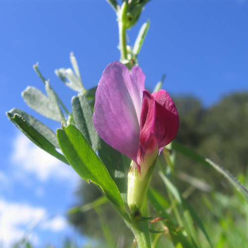 Adi Fiğ (Vicia sativa)