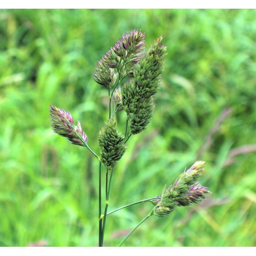 Domuz Ayrığı (Dactylis glomerata)