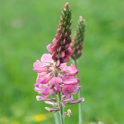 Korunga (Onobrychis sativa)